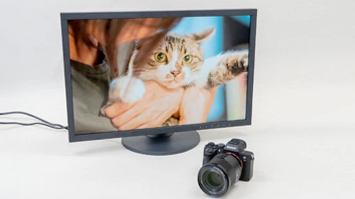 Adorable Kitties on an EIZO ColorEdge