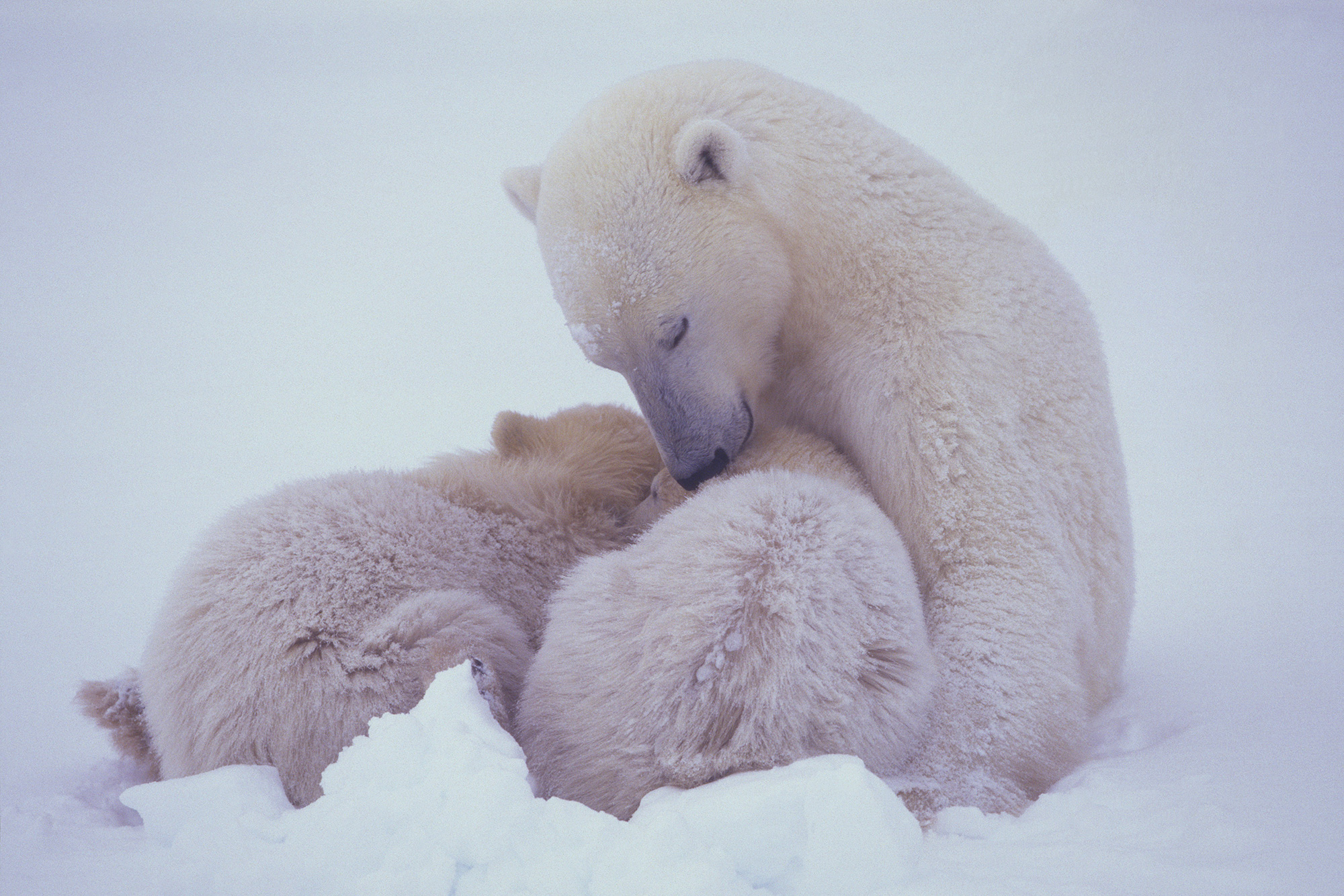 Polar Bear
