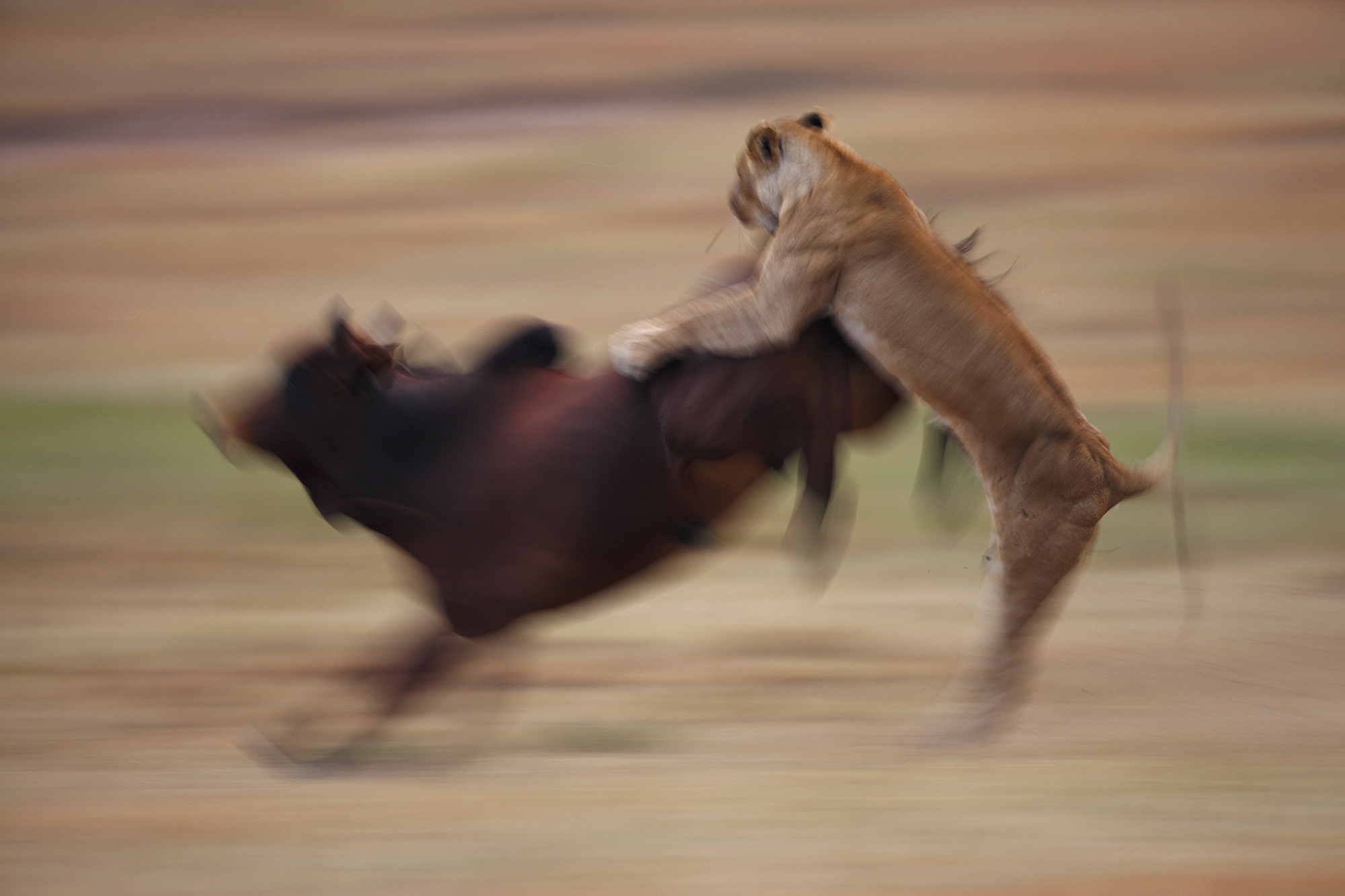 Lion
