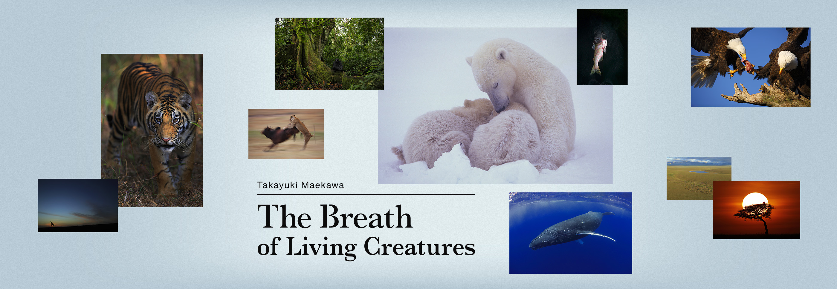 Takayuki Maekawa - The Breath of Living Creatures