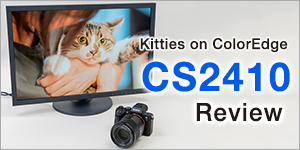 Adorable Kitties on an EIZO ColorEdge