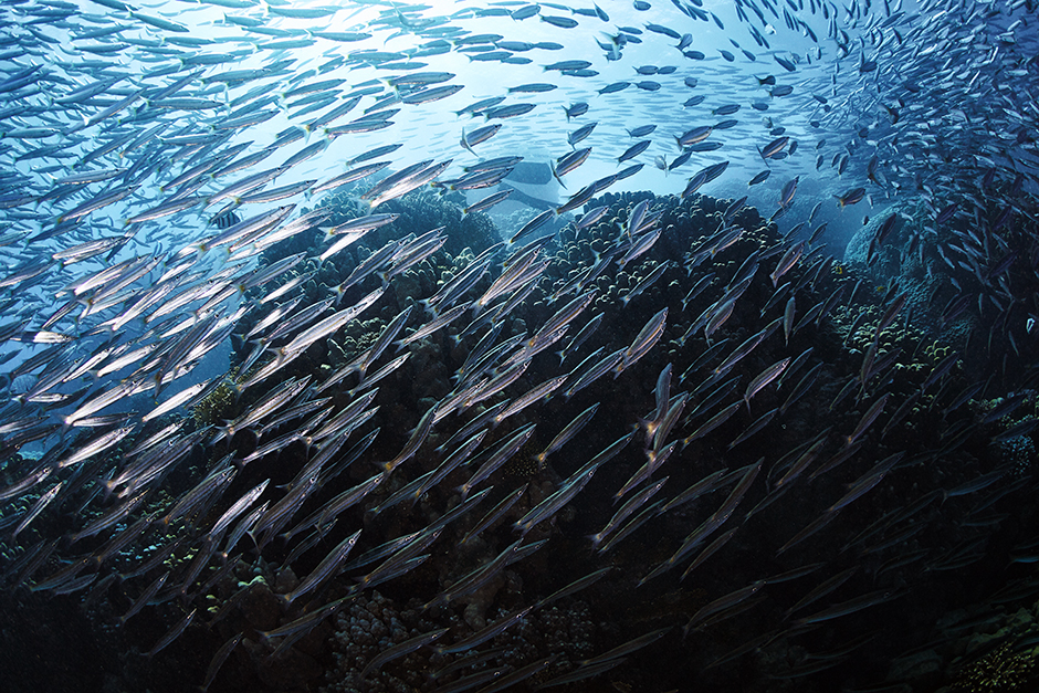 barracuda