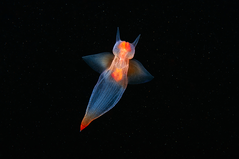 sea angel