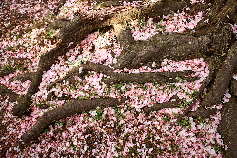 cherry tree