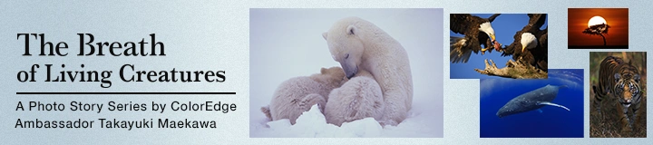 The Breath of Living Creatures - A Photo Story Series