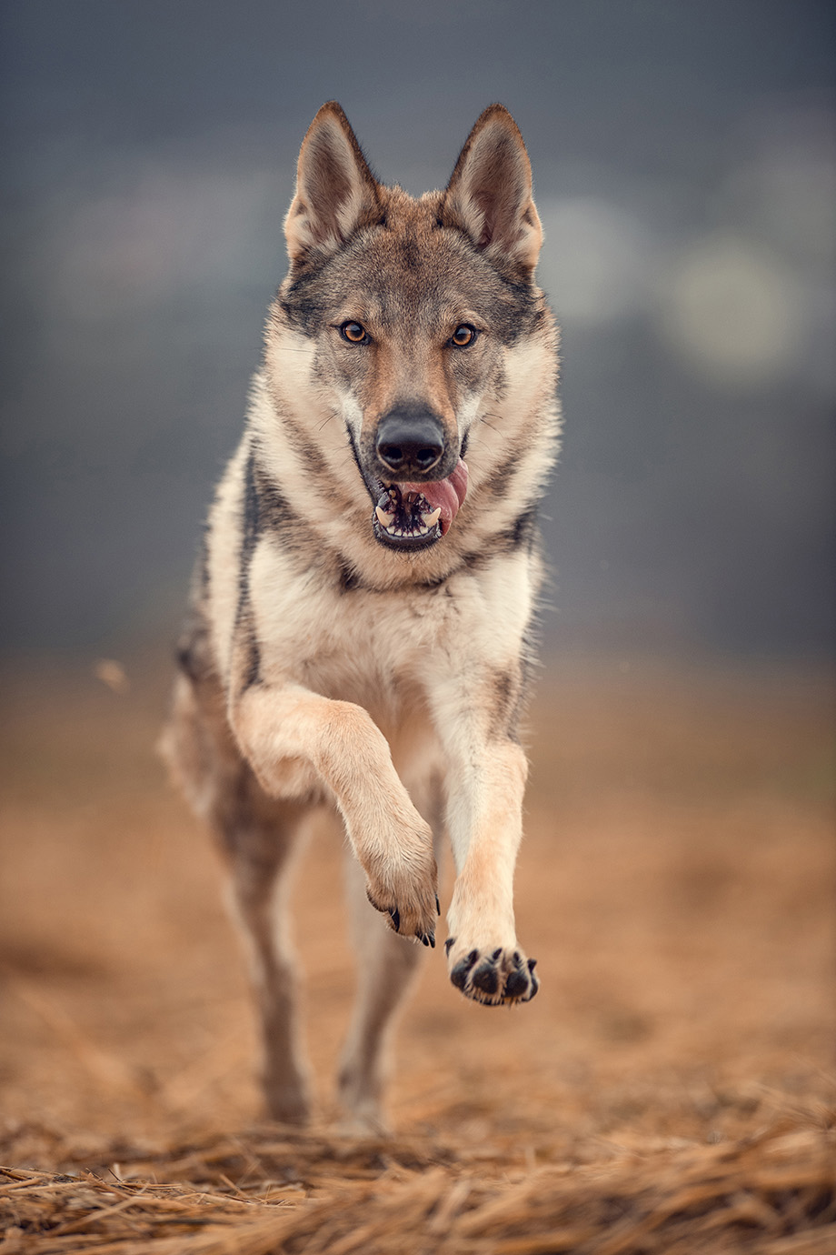 tanja-brandt_img03