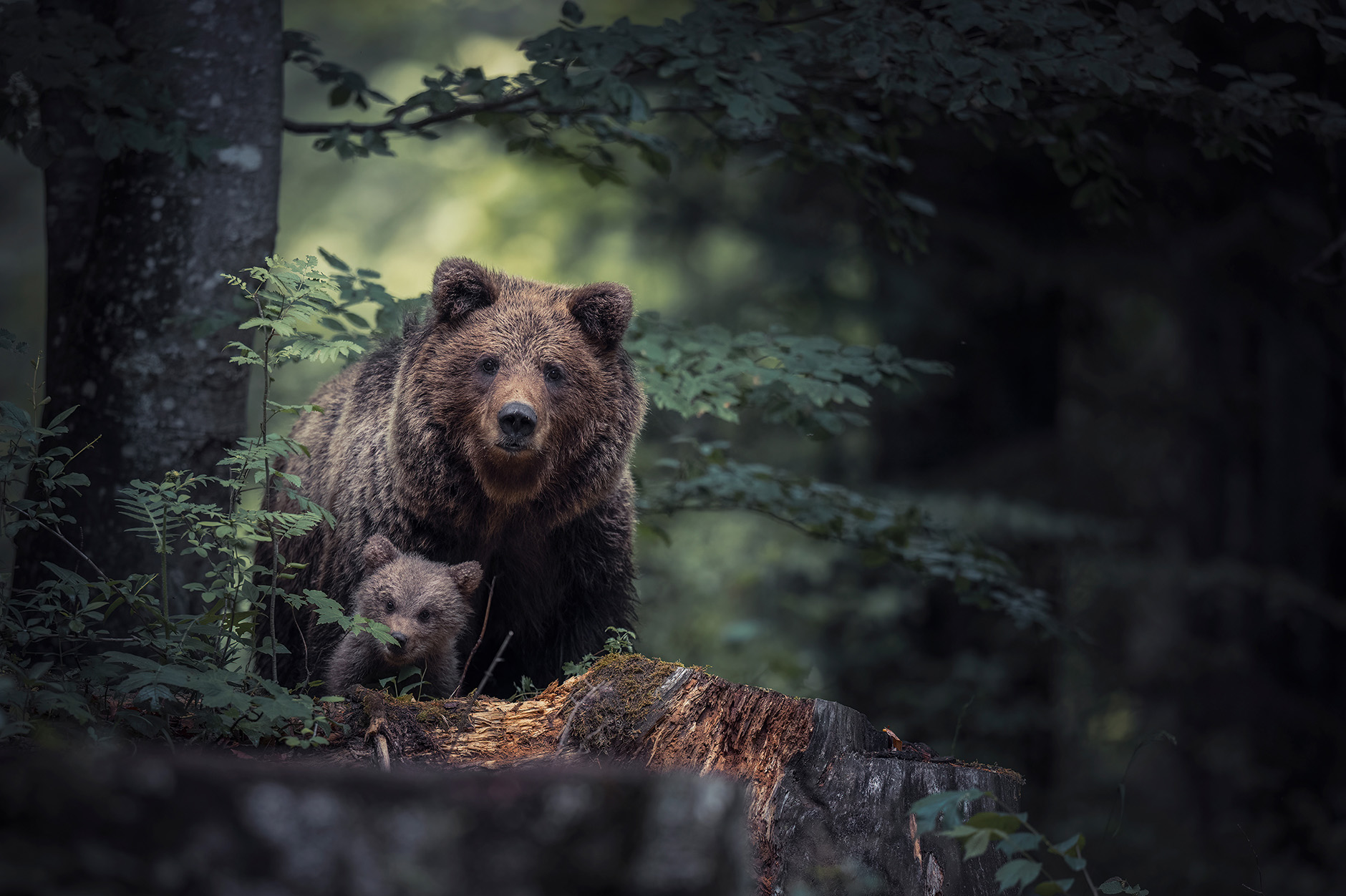 tanja-brandt_img11