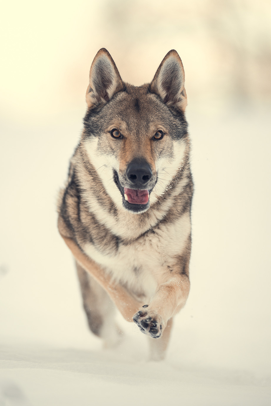 tanja-brandt_img12