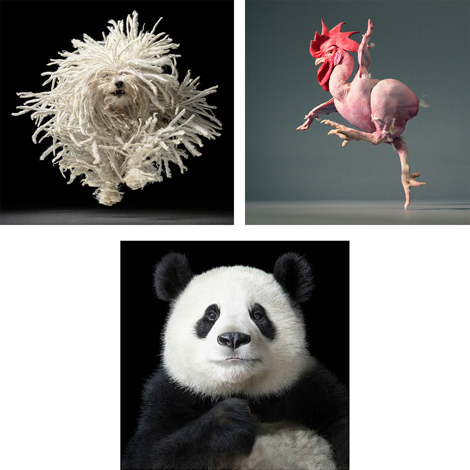 tim_flach_img005