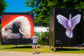 Festival posters