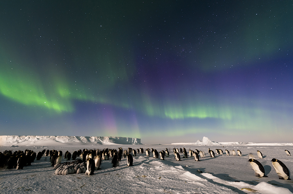 aurora-penguin-stefan-christmann.jpg