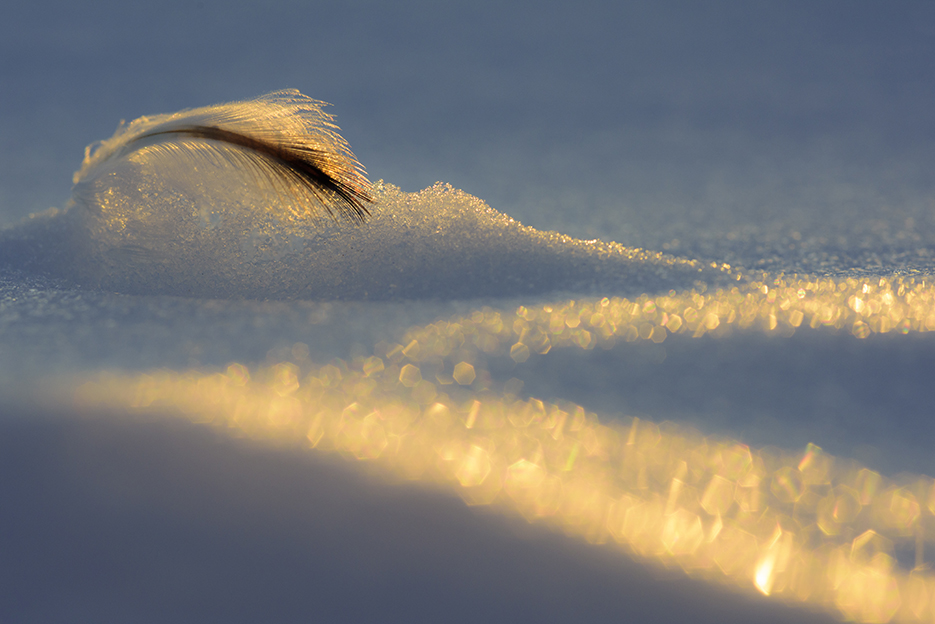 feather-in-ice-stefan-christmann.jpg