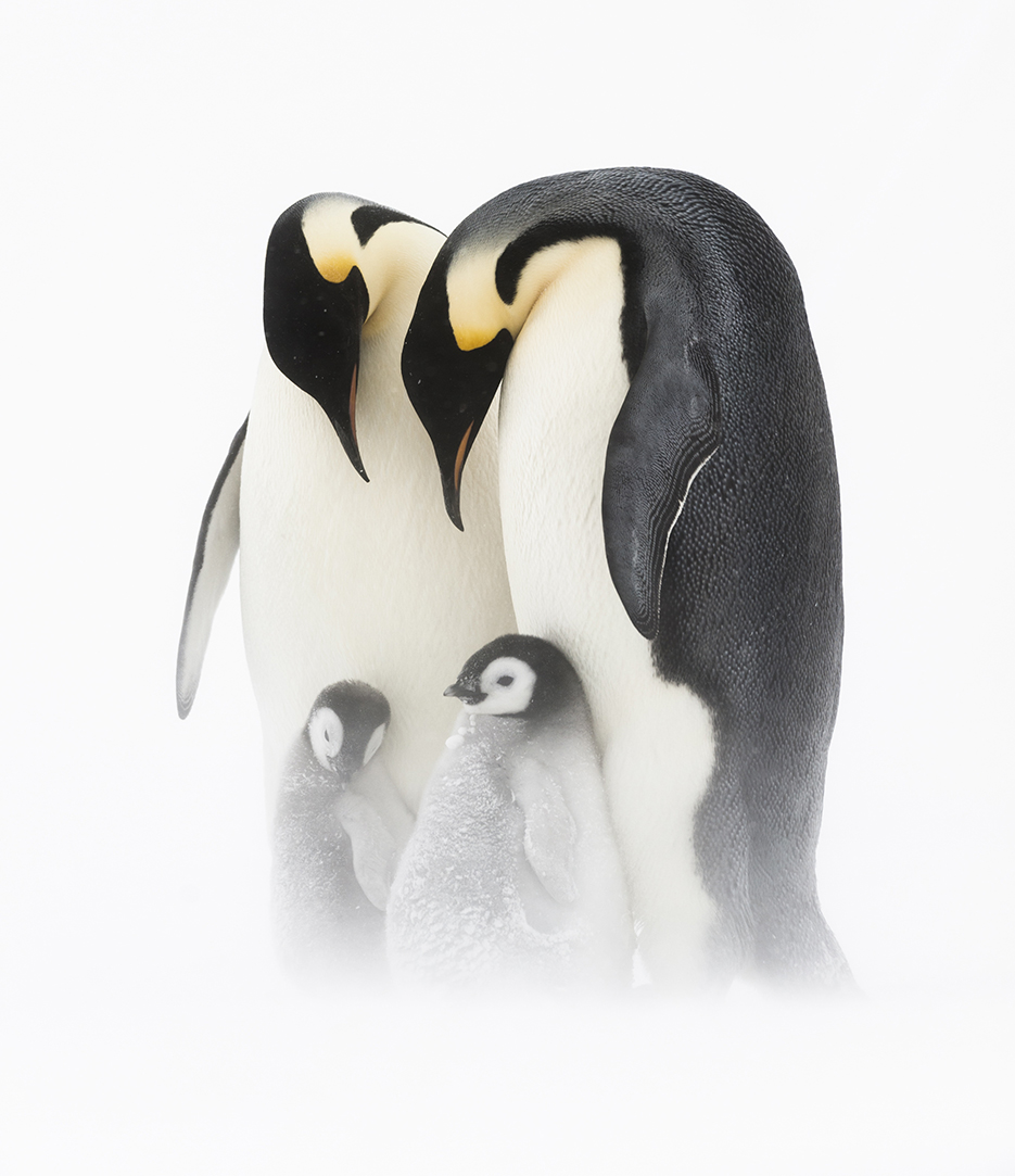 penguin-family-stefan-christman.jpg
